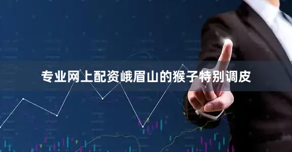 专业网上配资峨眉山的猴子特别调皮
